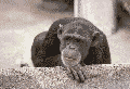 maymun.gif